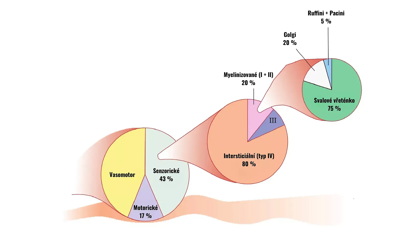 Graf rozložen&iacute; senzorick&yacute;ch receptorů ve fascii &ndash; interstici&aacute;ln&iacute; receptory, svalov&aacute; vřet&eacute;nka, Golgi receptory a Ruffiniho a Paciniho těl&iacute;ska. Ilustrace použ&iacute;van&aacute; v čl&aacute;nku o bolesti, fascii a kurzech tejpov&aacute;n&iacute;.